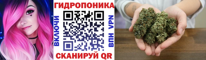 Шишки марихуана марихуана  Дмитриев 